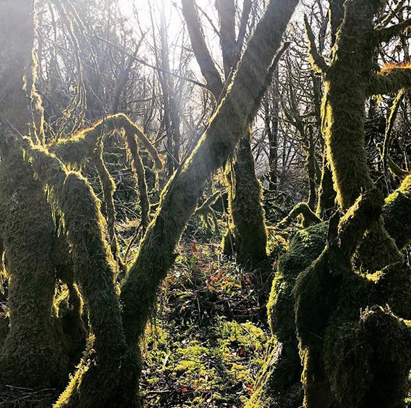 Mossy trees with the sun shining through them