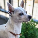 moyathechihuahua